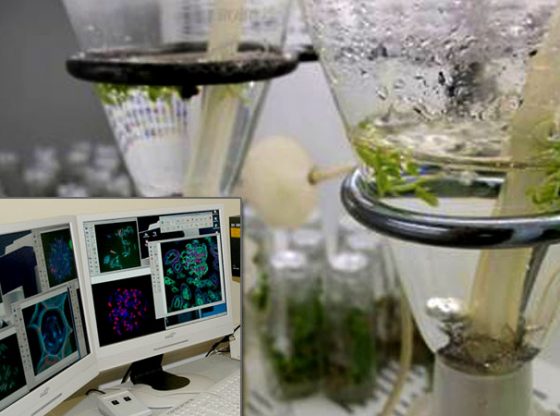 Foto: Campus UTAD Lab.s Ensaios - Genética e Biotecnologia
